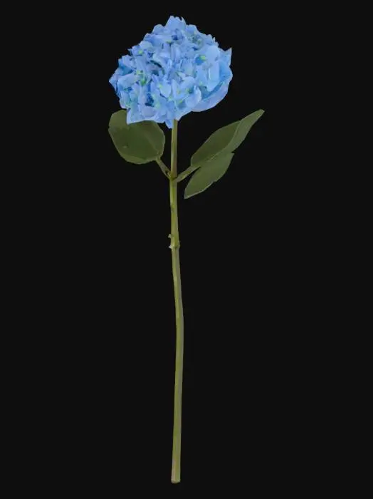 3D model for Blue Hydrangea Blossom