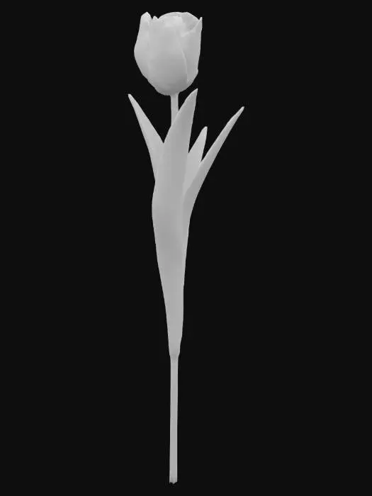 3D model for Tulip Elegance