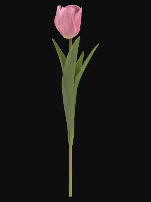 3D model for Tulip Elegance