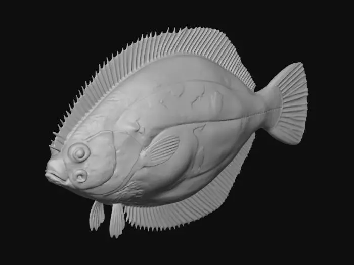 3D model for Камбала