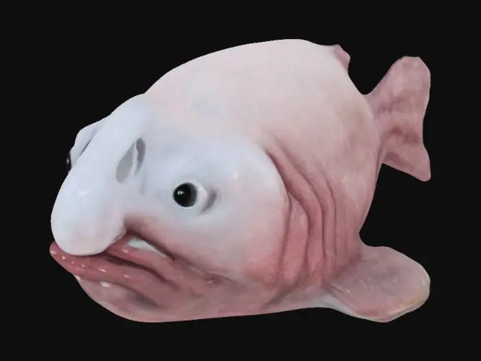 3D model for Blobfish