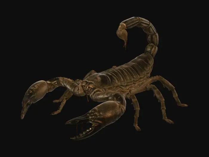 3D model for Escorpion