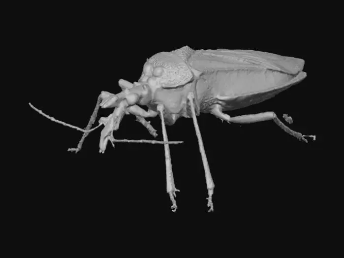 3D model for Kissing Bug on Leaf