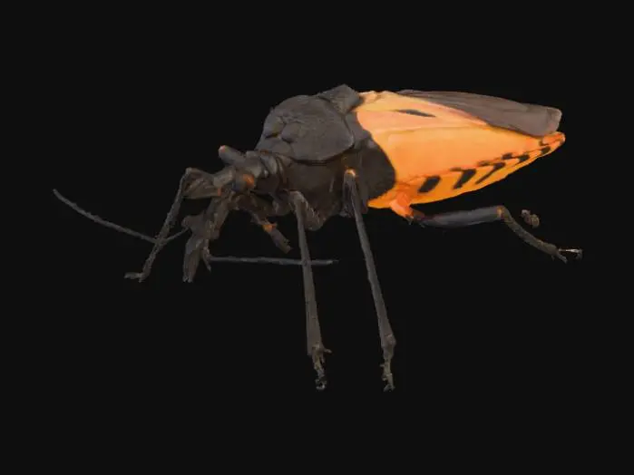 3D model for Kissing Bug on Leaf
