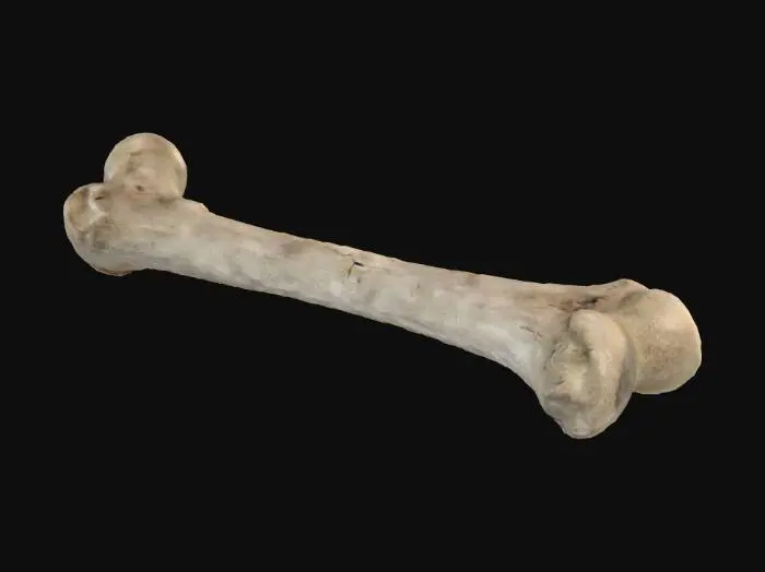 3D model for Femur Bone on Black Background