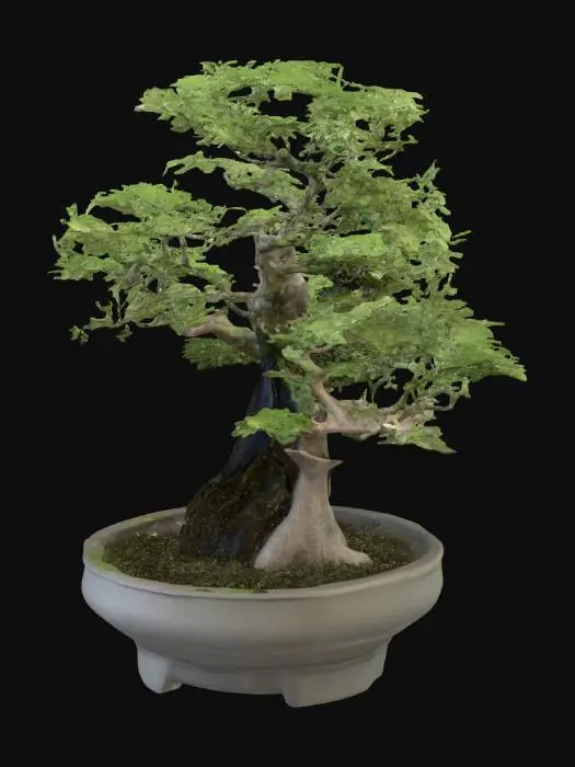 3D model for Serene Bonsai Essence