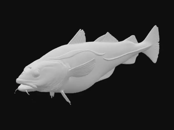 3D model for Atlantic Cod