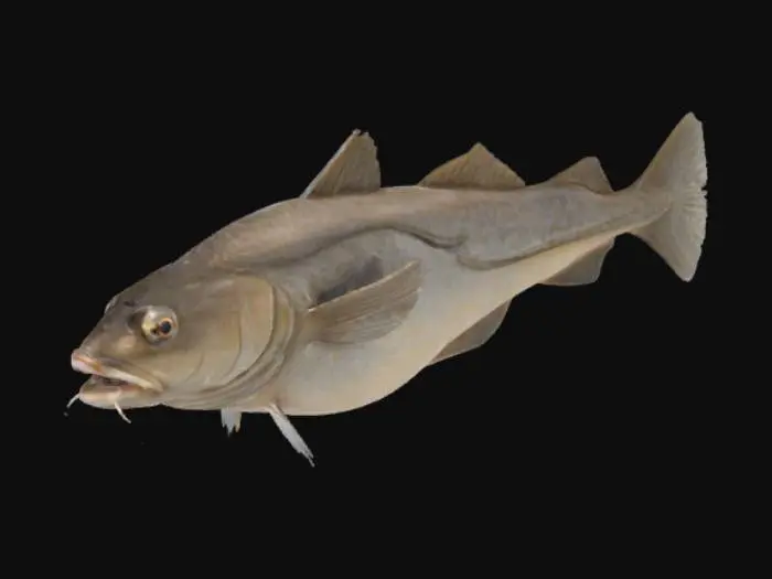 3D model for Atlantic Cod