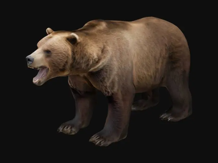 3D model for Standing Grizzly bear growling
