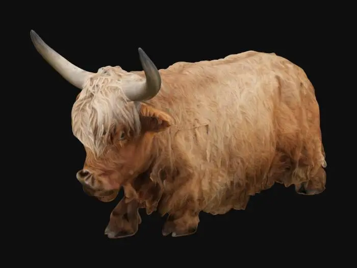 3D model for Highland cow with shaggy hair