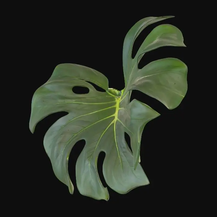 3D model for a luscious monstera plant, giant leaf, no pot