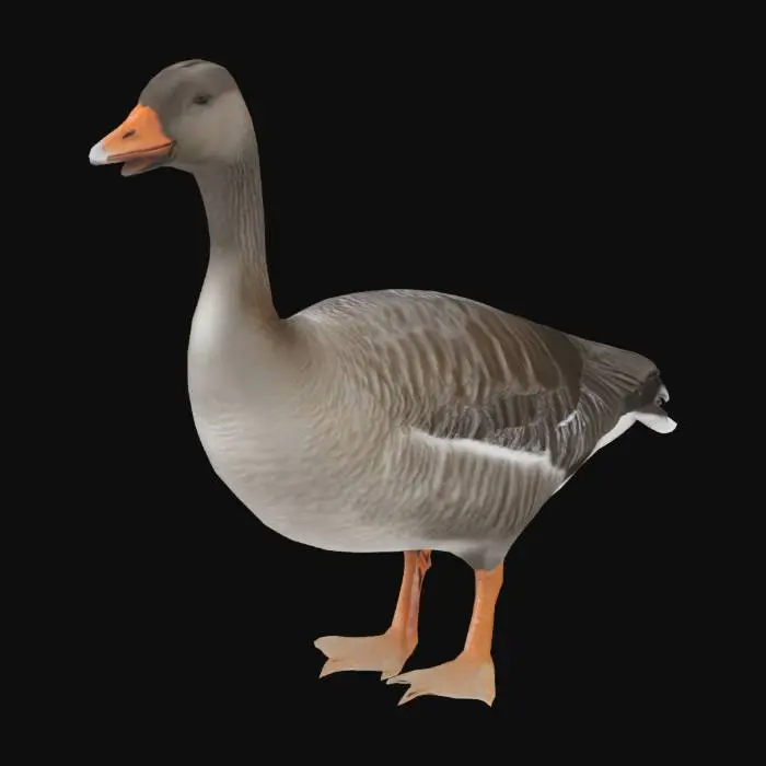 3D model for Graceful Goose