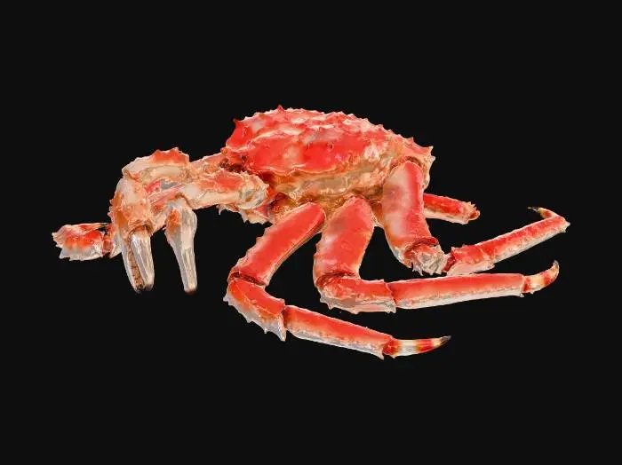 3D model for Crimson King