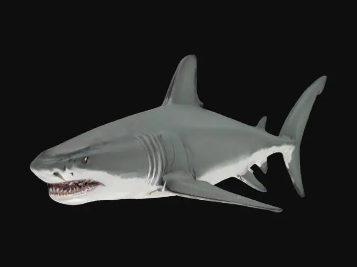 3D model for #ocean#, Great White shark from the movie Jaws