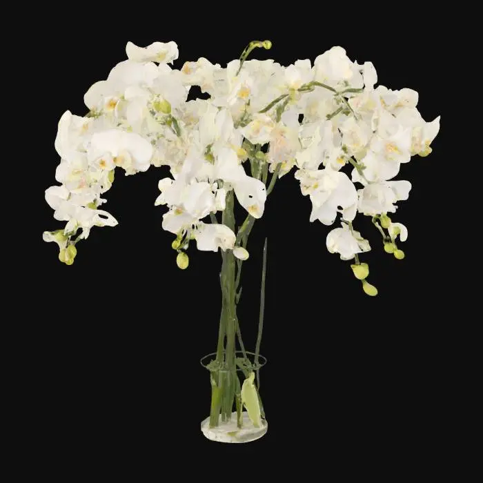 3D model for Orchid Elegance