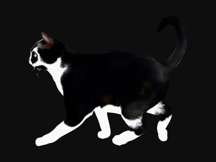 3D model for Tuxedo Elegance