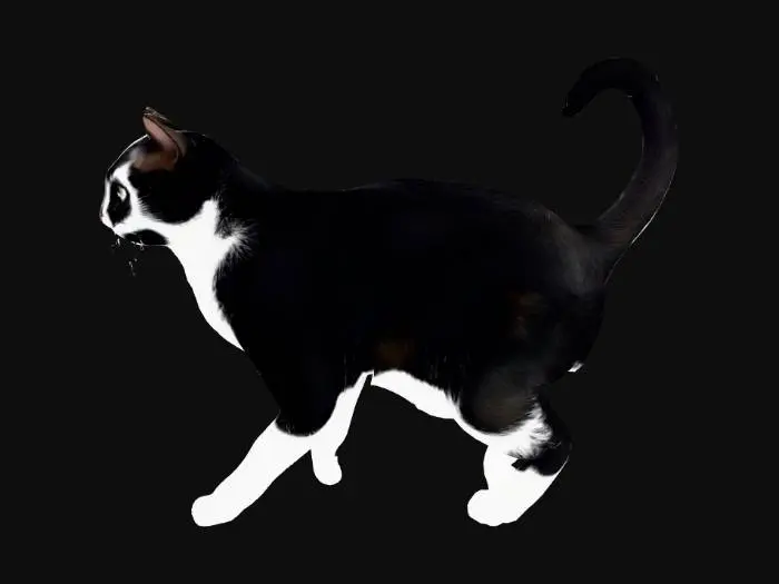 3D model for Tuxedo Elegance