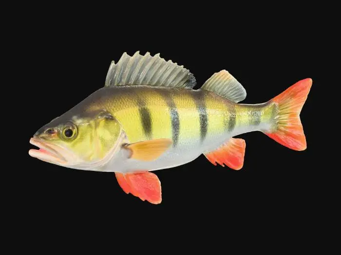 3D model for Perch Elegance