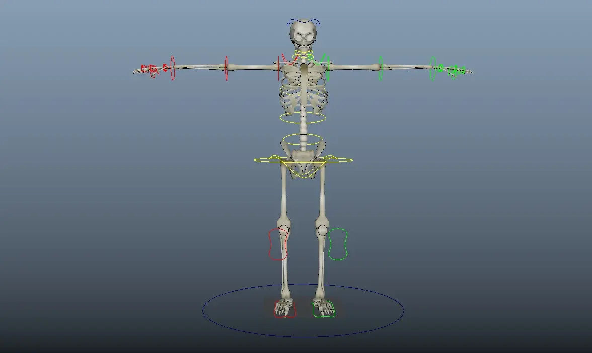 skeletal-rigging