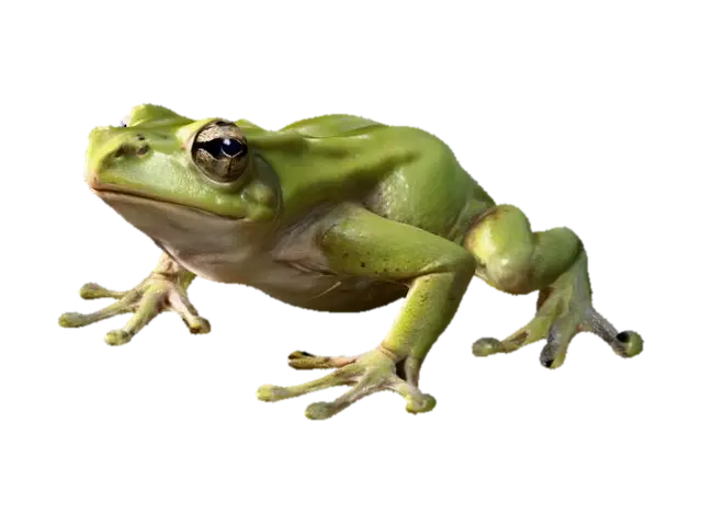 dead frog - Macro 3D model, vytvořený pomocí AI