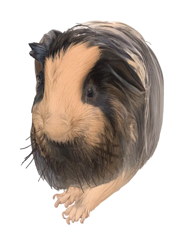 guinea-pig-3d-model-full - Frontpaws 3D model, vytvořený pomocí AI