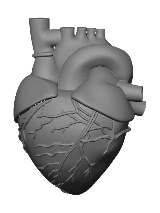 3D model for trembling heart