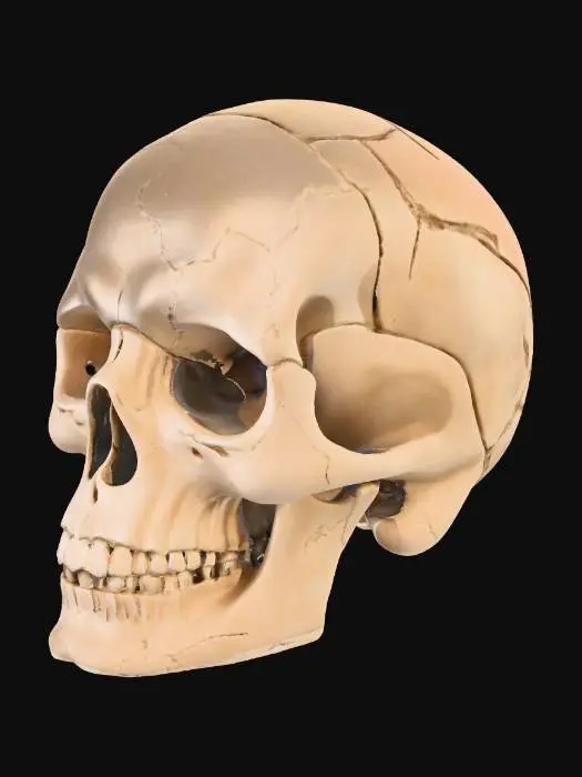 3D model for Modern Skull Sculpture
A stylized skull carved from faux travertine with simplified features and smooth geometry. Matte stone finish, subtle pores, warm light highlighting texture. Feels handcrafted, elegant, and minimalist — modern Halloween sculpture for large display.