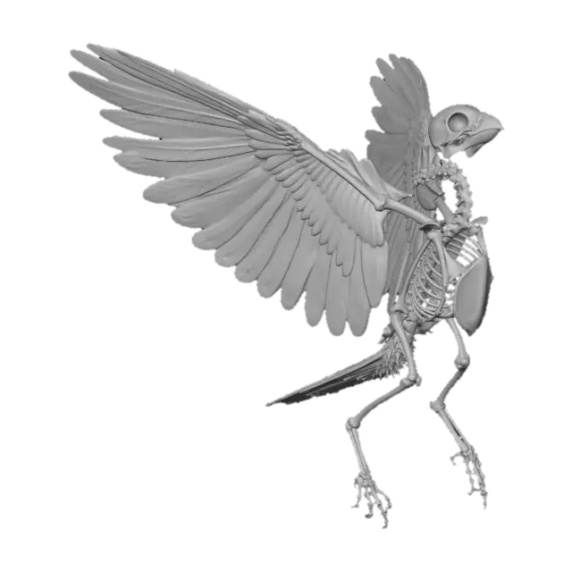 3D model for Bone Bird