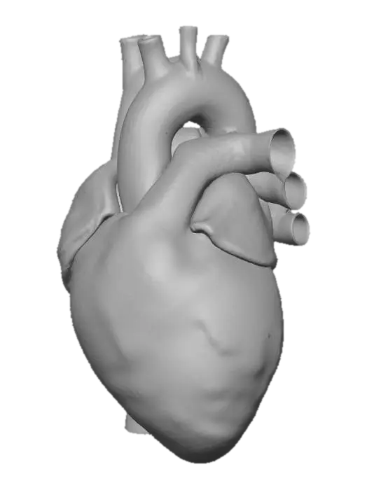 3D model for human heart with associated arteries