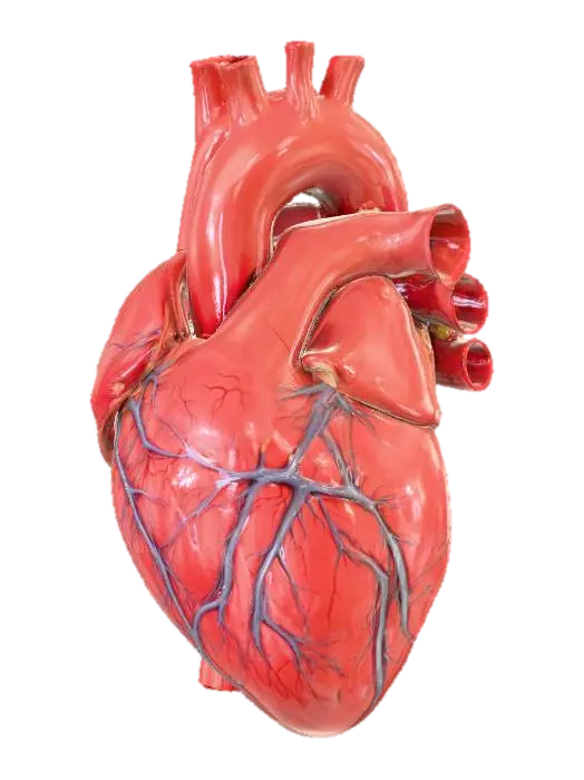 3D model for human heart with associated arteries