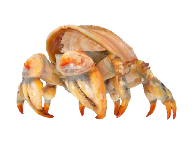 beautiful conk seashell hermit crab, #ocean# 3D model, AI generated