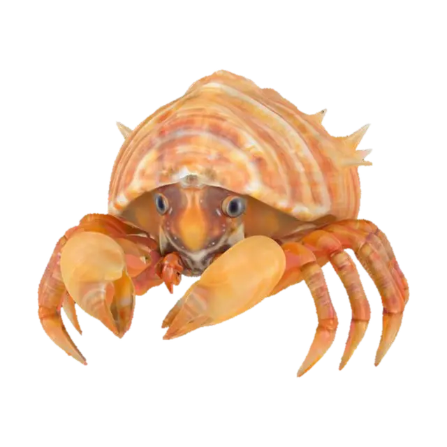 beautiful conk seashell hermit crab, #ocean# 3D model, AI generated
