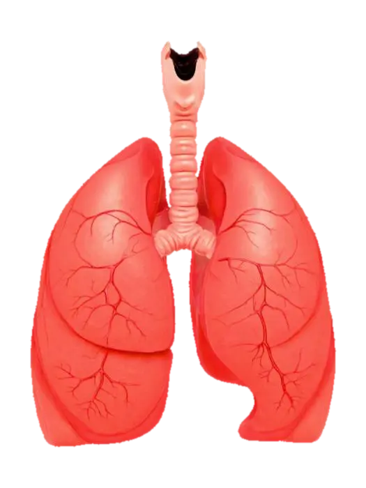 Modello 3D Lungs - System, generato dall’IA