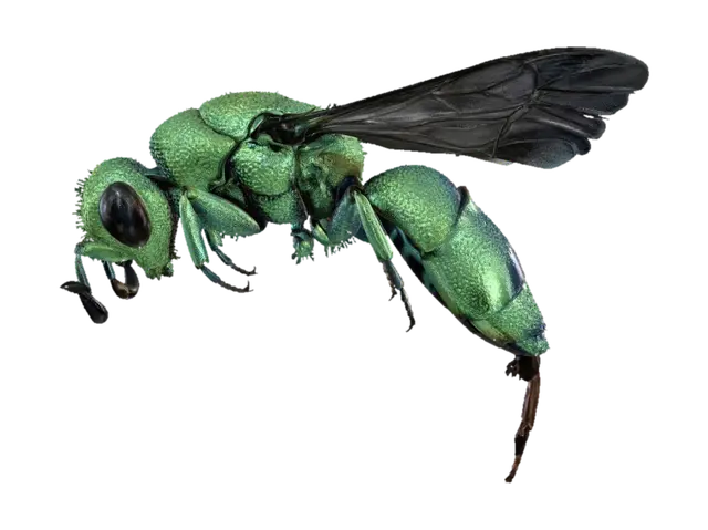 Cuckoo Wasp 3D model, vytvořený pomocí AI