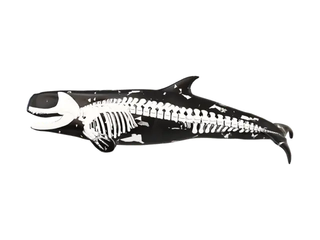 3D model for Livyatan melvillei skeletal profile