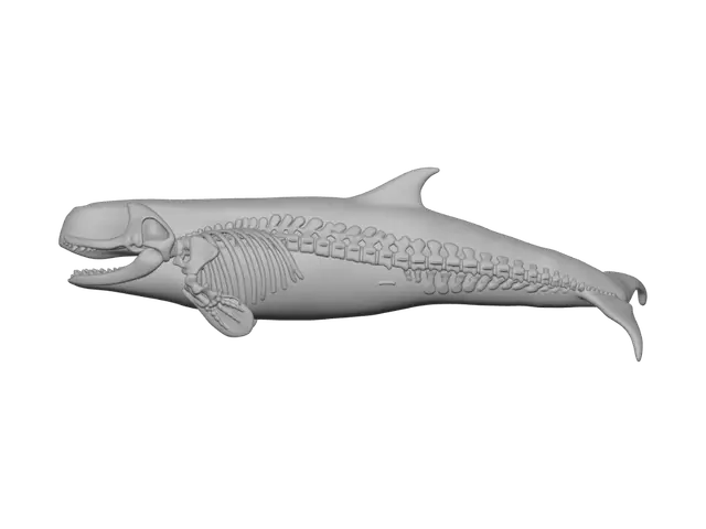 3D model for Livyatan melvillei skeletal profile