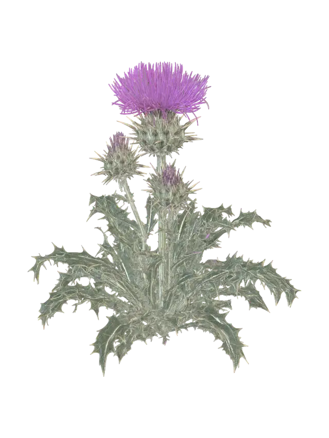 Purple Thistle Bloom 3D model, vytvořený pomocí AI