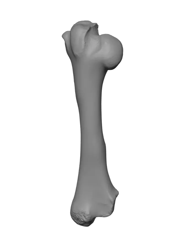 3D model for 대퇴골 이미지
