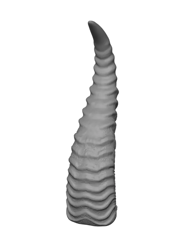 3D model for Spiral Horn