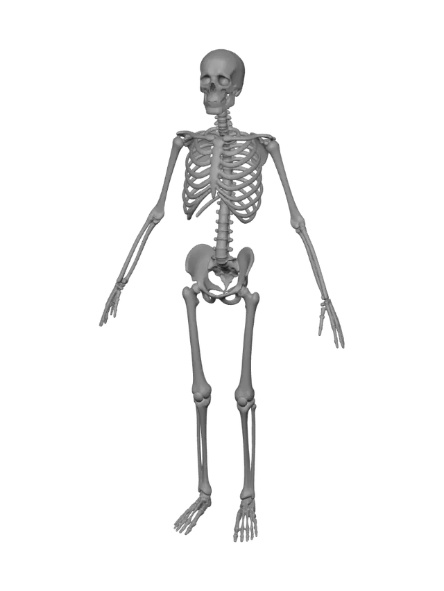 3D model for Human Skeleton