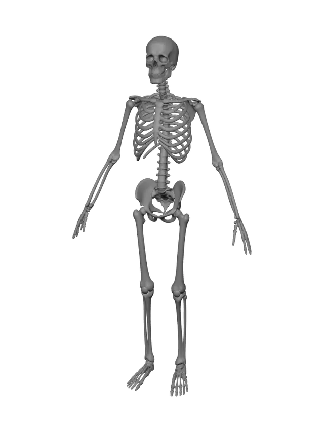3D model for Human Skeleton