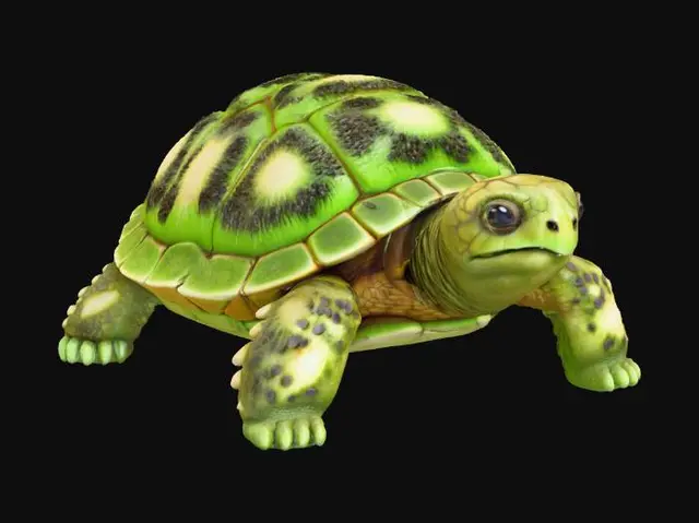3D model for Kiwi Tortoise, #food#
