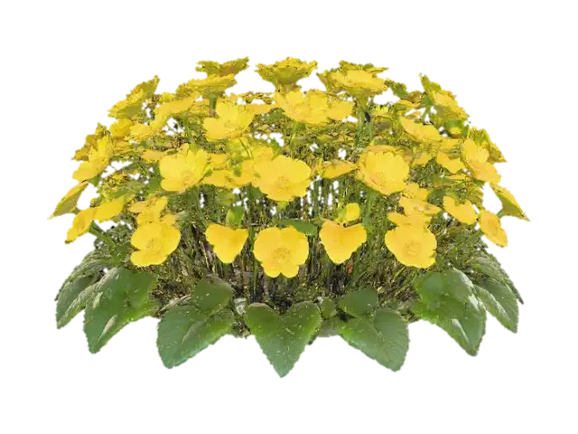 A low-lying forest plant, a creeping buttercup, with smooth, slender runners spreading across the… - Glossy AI 생성 3D 모델