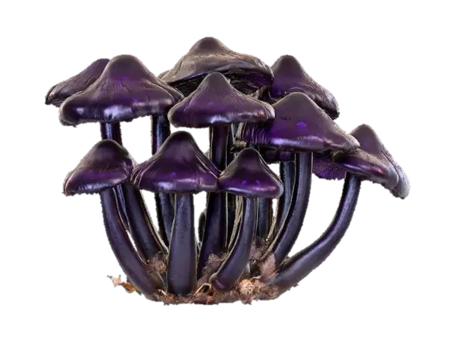 A mysterious cluster of dark, inky-black mushrooms with elongated, almost conical… - Decay 3D model, vytvořený pomocí AI