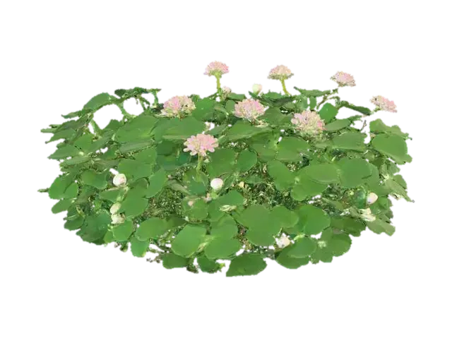A low-growing clover plant forms a dense ground cover of soft, tripartite leaflets,… - Flora 3D model, vytvořený pomocí AI