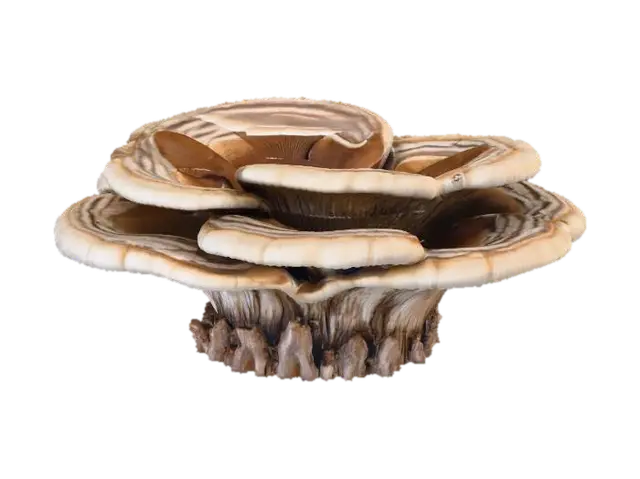 3D model for A large, shelf-like bracket fungus, growing in overlapping layers from the side of a tree trunk. Its tough, woody surface is banded in concentric rings of muted grey, earthy brown, and pale cream, with a velvety texture. The underside is porous and soft. It feels exceptionally hard and dry, yet its outer edge is slightly smoother, creating a rugged, organic, and durable structure.
