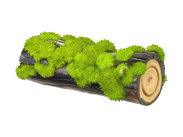A dense, vibrant emerald green moss clump completely blankets the top surface of a… - Log 3D model, vytvořený pomocí AI