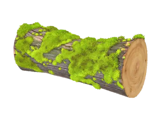 3D model for A dense, vibrant emerald green moss clump completely blankets the top surface of a fallen, decaying log. The moss conforms to the log's subtle curves, its velvety texture appearing incredibly soft and spongy. Where glimpses of the dark, porous wood peek through, it feels rough and damp. The entire clump is cool and heavily saturated, providing a lush, living cover over the ancient timber.