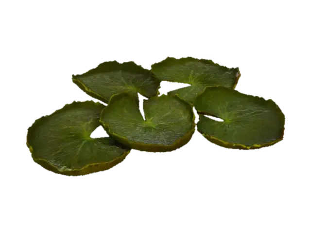 3D model for Lotus Whispers