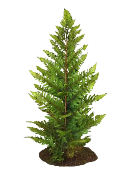A majestic forest fern, featuring broad, arching fronds of deep emerald green,… - Leaf yapay zekâ ile oluşturulmuş 3D model
